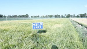 甘啤8號(hào)